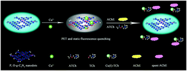 Graphical abstract: Synthesis of highly fluorescent P,O-g-C3N4 nanodots for the label-free detection of Cu2+ and acetylcholinesterase activity
