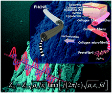 Graphical abstract: Ferromagnetic hierarchical carbon nanofiber bundles derived from natural collagen fibers: truly lightweight and high-performance microwave absorption materials