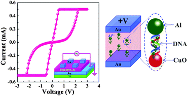 Graphical abstract: The DNA strand assisted conductive filament mechanism for improved resistive switching memory