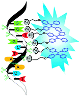 Graphical abstract: Tetraphenylethene-based Zn complexes for the highly sensitive detection of single-stranded DNA
