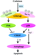 Graphical abstract: Differential effects of p38 and JNK activation by GSK3 on cadmium-induced autophagy and apoptosis