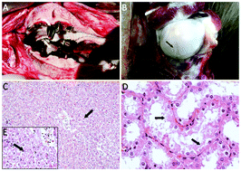 Graphical abstract: Exocyclic DNA adducts in sheep with skeletal fluorosis resident in the proximity of the Portoscuso-Portovesme industrial estate on Sardinia Island, Italy