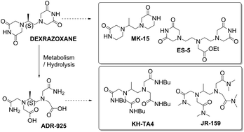Graphical abstract: Synthesis and analysis of novel analogues of dexrazoxane and its open-ring hydrolysis product for protection against anthracycline cardiotoxicity in vitro and in vivo