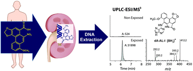 Graphical abstract: New approaches for biomonitoring exposure to the human carcinogen aristolochic acid