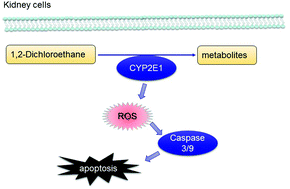 Graphical abstract: 1,2-Dichloroethane induced nephrotoxicity through ROS mediated apoptosis in vitro and in vivo