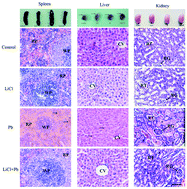 Graphical abstract: Protective effects of lithium against lead-induced toxicities in multiple systems of adult mouse