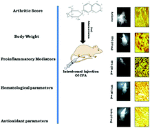 Graphical abstract: Umbelliferone β-d-galactopyranoside exerts an anti-inflammatory effect by attenuating COX-1 and COX-2