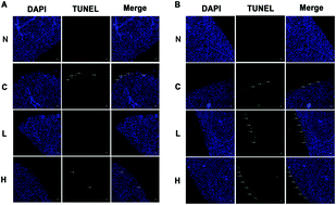 Graphical abstract: miR-122 plays an important role in ochratoxin A-induced hepatocyte apoptosis in vitro and in vivo