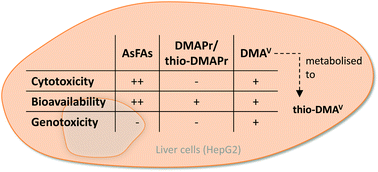 Graphical abstract: In vitro toxicological characterisation of arsenic-containing fatty acids and three of their metabolites