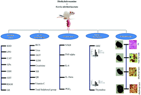 Graphical abstract: Umbelliferone β-d-galactopyranoside inhibits chemically induced renal carcinogenesis via alteration of oxidative stress, hyperproliferation and inflammation: possible role of NF-κB