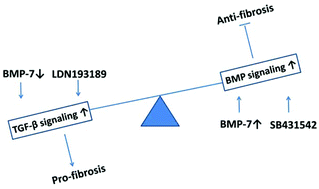 Graphical abstract: Increased expression of bone morphogenetic protein-7 and its related pathway provides an anti-fibrotic effect on silica induced fibrosis in vitro