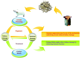 Graphical abstract: A possible new mechanism and drug intervention for kidney damage due to arsenic poisoning in rats