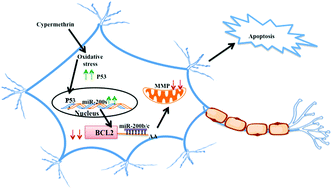 Graphical abstract: Transactivation of P53 by cypermethrin induced miR-200 and apoptosis in neuronal cells