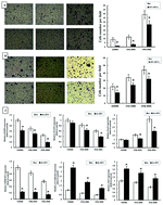 Graphical abstract: eIF3 regulates migration, invasion and apoptosis in cadmium transformed 16HBE cells and is a novel biomarker of cadmium exposure in a rat model and in workers