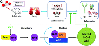 Graphical abstract: Acute exposure of ozone induced pulmonary injury and the protective role of vitamin E through the Nrf2 pathway in Balb/c mice