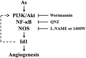 Graphical abstract: Identification of Id1 as a downstream effector for arsenic-promoted angiogenesis via PI3K/Akt, NF-κB and NOS signaling