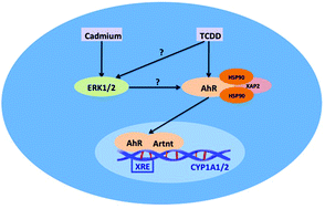 Graphical abstract: Cadmium interference with ERK1/2 and AhR signaling without evidence for cross-talk