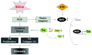 Graphical abstract: Sodium tanshinone IIA sulfonate suppresses pulmonary fibroblast proliferation and activation induced by silica: role of the Nrf2/Trx pathway