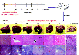 Graphical abstract: Mouse hepatic neoplasm formation induced by trace level and low frequency exposure to diethylnitrosamine through β-catenin signaling pathway