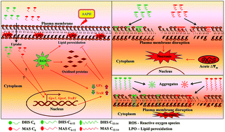 Graphical abstract: Alkyl chain modulated cytotoxicity and antioxidant activity of bioinspired amphiphilic selenolanes