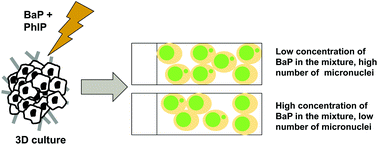Graphical abstract: Using 3D MCF-7 mammary spheroids to assess the genotoxicity of mixtures of the food-derived carcinogens benzo[a]pyrene and 2-amino-1-methyl-6-phenylimidazo[4,5-b]pyridine