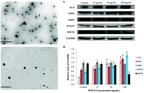 Graphical abstract: Fine particulate matter induces vascular endothelial activation via IL-6 dependent JAK1/STAT3 signaling pathway