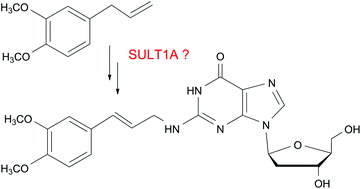 Graphical abstract: The influence of the SULT1A status – wild-type, knockout or humanized – on the DNA adduct formation by methyleugenol in extrahepatic tissues of mice