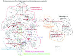 Graphical abstract: Cumulative metabolic effects of low-dose benzo(a)pyrene exposure on human cells