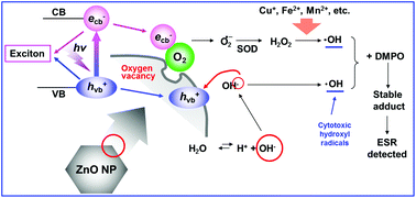 Graphical abstract: Physicochemical insights of irradiation-enhanced hydroxyl radical generation from ZnO nanoparticles