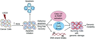 Graphical abstract: Low-dose chemotherapeutic drugs induce reactive oxygen species and initiate apoptosis-mediated genomic instability