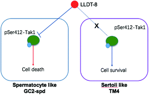 Graphical abstract: Dephosphorylation of Tak1 at Ser412 greatly contributes to the spermatocyte-specific testis toxicity induced by (5R)-5-hydroxytriptolide in C57BL/6 mice