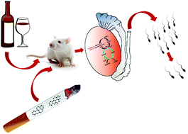 Graphical abstract: Testicular and epididymal toxicity induced by benzo(a)pyrene, alcohol, and their combination in Wistar rats