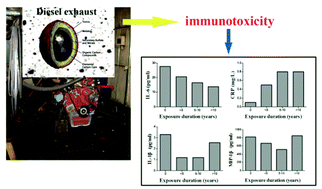 Graphical abstract: Long-term exposure to diesel engine exhaust affects cytokine expression among occupational population