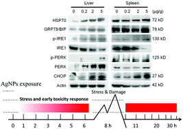 Graphical abstract: Silver nanoparticles induced oxidative and endoplasmic reticulum stresses in mouse tissues: implications for the development of acute toxicity after intravenous administration
