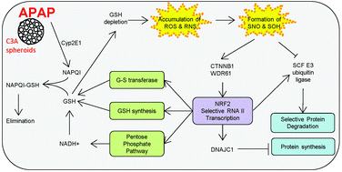 Graphical abstract: Acetaminophen-induced S-nitrosylation and S-sulfenylation signalling in 3D cultured hepatocarcinoma cell spheroids