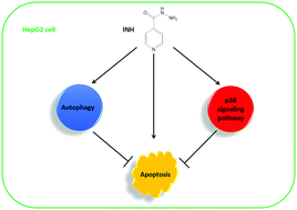 Graphical abstract: Induction of protective autophagy against apoptosis in HepG2 cells by isoniazid independent of the p38 signaling pathway