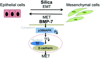 Graphical abstract: Bone morphogenetic protein-7 prevented epithelial-mesenchymal transition in RLE-6TN cells