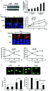 Graphical abstract: Valproic acid causes radiosensitivity of breast cancer cells via disrupting the DNA repair pathway