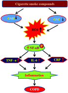 Graphical abstract: Cigarette smoke compounds induce cellular redox imbalance, activate NF-κB, and increase TNF-α/CRP secretion: a possible pathway in the pathogenesis of COPD