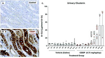 Graphical abstract: Cisplatin nephrotoxicity in male beagle dogs: next-generation protein kidney safety biomarker tissue expression and related changes in urine