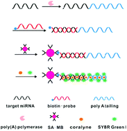 Graphical abstract: Label-free fluorescence detection of microRNA based on target induced adenosine2–coralyne–adenosine2 formation