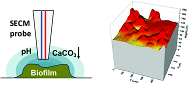 Graphical abstract: Real-time monitoring of calcification process by Sporosarcina pasteurii biofilm