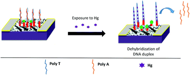 Graphical abstract: An oligonucleotide-functionalized carbon nanotube chemiresistor for sensitive detection of mercury in saliva