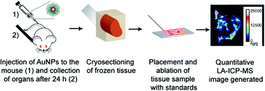 Graphical abstract: Quantitative imaging of 2 nm monolayer-protected gold nanoparticle distributions in tissues using laser ablation inductively-coupled plasma mass spectrometry (LA-ICP-MS)