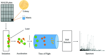 Graphical abstract: Applications of MALDI-TOF MS in environmental microbiology