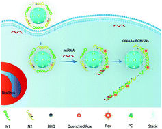 Graphical abstract: Orderly nucleic acid aggregates by electrostatic self-assembly in single cells for miRNA detection and visualizing