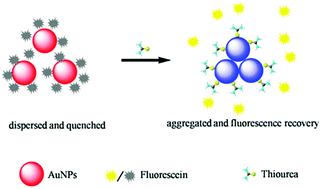 Graphical abstract: A dual-mode signaling response of a AuNP-fluorescein based probe for specific detection of thiourea