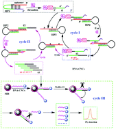 Graphical abstract: Highly intense fluorescence of novel carbon nanocrystals combined with a DNAzyme-assisted autocatalytic multiple amplification strategy for sensitive detection of thrombin