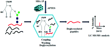 Graphical abstract: Fast solid-phase extraction of N-linked glycopeptides by amine-functionalized mesoporous silica nanoparticles