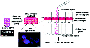 Graphical abstract: Thermo-responsive polymer aided spheroid culture in cryogel based platform for high throughput drug screening